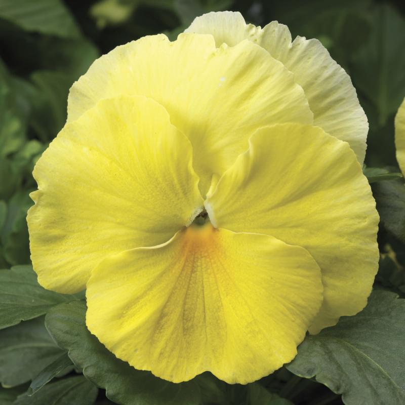 image Pansy Viola XXL Lemon Shade (170)- едроцветна теменужка